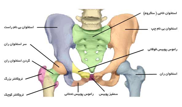 فیزیوتراپی شکستگی لگن